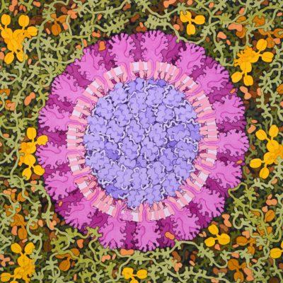 artists rendition of a coronavirus, with pretty colors