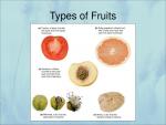 types-of-fruits-l