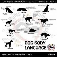 dog-body-language-2