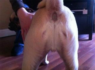 jesusdogbutthole